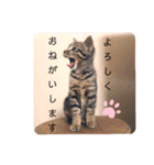 愛猫りんちゃんのスタンプ  1（個別スタンプ：1）