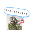 愛猫りんちゃんのスタンプ  1（個別スタンプ：2）