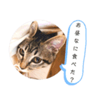 愛猫りんちゃんのスタンプ  1（個別スタンプ：4）