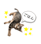 愛猫りんちゃんのスタンプ  1（個別スタンプ：5）