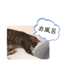 愛猫りんちゃんのスタンプ  1（個別スタンプ：6）