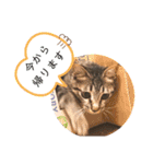 愛猫りんちゃんのスタンプ  1（個別スタンプ：7）