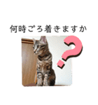 愛猫りんちゃんのスタンプ  1（個別スタンプ：8）