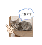 愛猫りんちゃんのスタンプ  1（個別スタンプ：10）