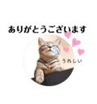 愛猫りんちゃんのスタンプ  1（個別スタンプ：12）