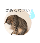 愛猫りんちゃんのスタンプ  1（個別スタンプ：13）