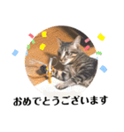 愛猫りんちゃんのスタンプ  1（個別スタンプ：14）