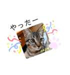 愛猫りんちゃんのスタンプ  1（個別スタンプ：15）