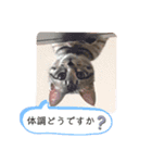 愛猫りんちゃんのスタンプ  1（個別スタンプ：17）