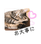 愛猫りんちゃんのスタンプ  1（個別スタンプ：18）