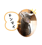 愛猫りんちゃんのスタンプ  1（個別スタンプ：19）