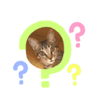 愛猫りんちゃんのスタンプ  1（個別スタンプ：21）