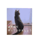 愛猫りんちゃんのスタンプ  1（個別スタンプ：22）