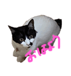 みぃみぃみぃみぃみぃみぃ（個別スタンプ：1）
