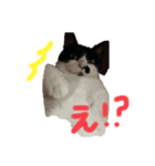 みぃみぃみぃみぃみぃみぃ（個別スタンプ：2）