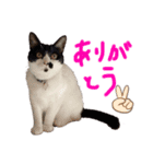 みぃみぃみぃみぃみぃみぃ（個別スタンプ：4）
