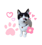 みぃみぃみぃみぃみぃみぃ（個別スタンプ：8）