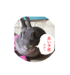 神々しいウサギ（個別スタンプ：4）