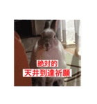 神々しいウサギ（個別スタンプ：5）