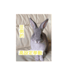 神々しいウサギ（個別スタンプ：6）