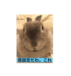 神々しいウサギ（個別スタンプ：7）