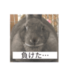 神々しいウサギ（個別スタンプ：8）
