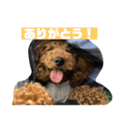 トイプードルのレオさん（個別スタンプ：4）