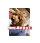トイプードルのレオさん（個別スタンプ：7）