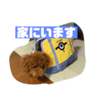トイプードルのレオさん（個別スタンプ：13）