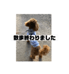 トイプードルのレオさん（個別スタンプ：14）