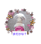 マルチーズのキャンディ（個別スタンプ：4）