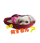 マルチーズのキャンディ（個別スタンプ：8）