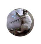 シロのひとり言（個別スタンプ：4）
