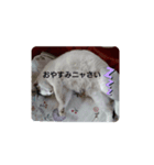 シロのひとり言（個別スタンプ：5）