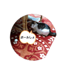 シロのひとり言（個別スタンプ：6）