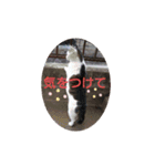 シロのひとり言（個別スタンプ：7）