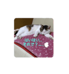 シロのひとり言（個別スタンプ：8）
