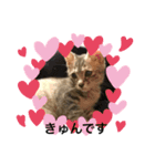 まゆと5匹のねこ2（個別スタンプ：1）