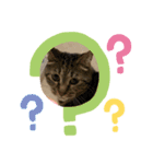 まゆと5匹のねこ2（個別スタンプ：2）
