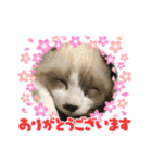 まゆと5匹のねこ2（個別スタンプ：3）