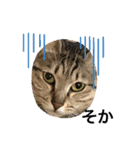 まゆと5匹のねこ2（個別スタンプ：4）