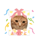 まゆと5匹のねこ2（個別スタンプ：5）
