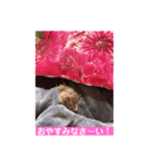 アムちゃんスタンプ（個別スタンプ：3）