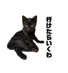 黒猫 のひとこと（個別スタンプ：1）