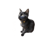 黒猫 のひとこと（個別スタンプ：2）