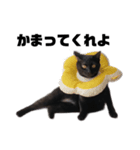 黒猫 のひとこと（個別スタンプ：4）