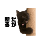 黒猫 のひとこと（個別スタンプ：5）
