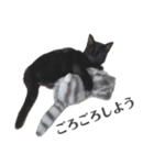 黒猫 のひとこと（個別スタンプ：8）