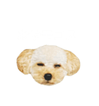 モコス公式スタンプ（個別スタンプ：2）