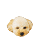 モコス公式スタンプ（個別スタンプ：4）